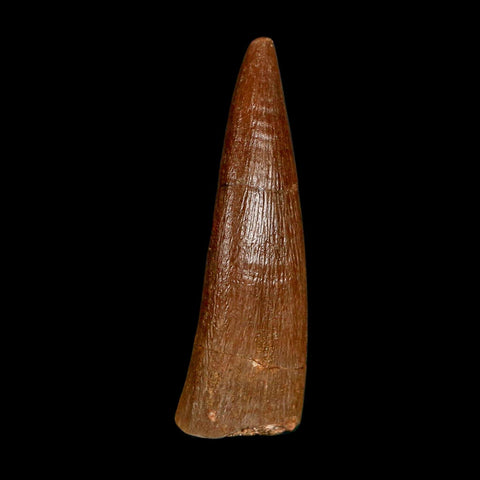 1.4" Plesiosaur Zarafasaura Tooth Fossil Cretaceous Dinosaur Era COA, Stand