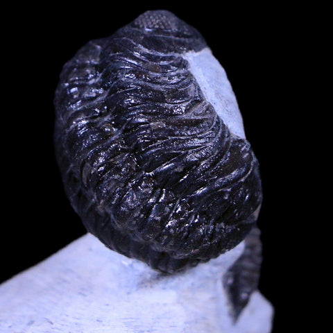 Reedops and Cornuproetus Cornutus Trilobite Fossil Morocco Devonian Age COA - Fossil Age Minerals