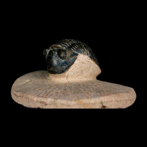 1.2" Paralejurus SP Trilobite Fossil Morocco Devonian Age 400 Mil Yrs Old COA - Fossil Age Minerals