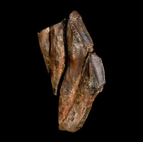 2.1" Edmontosaurus Dinosaur Fossil Tooth Battery Hell Creek FM MT COA Display