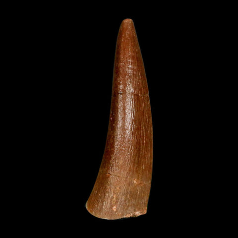 1.4" Plesiosaur Zarafasaura Tooth Fossil Cretaceous Dinosaur Era COA, Stand