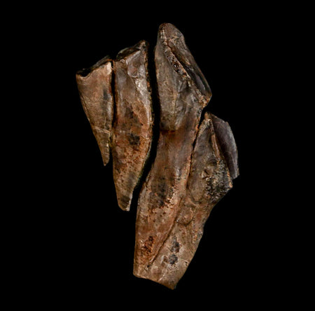 2.1" Edmontosaurus Dinosaur Fossil Tooth Battery Hell Creek FM MT COA Display