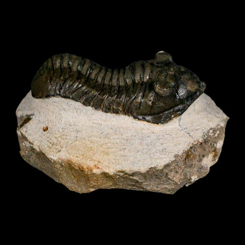 2.5" Moroccops Trilobite Fossil Devonian Morocco 400 Million Years Old COA - Fossil Age Minerals