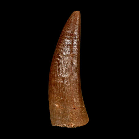 1.4" Plesiosaur Zarafasaura Tooth Fossil Cretaceous Dinosaur Era COA, Stand