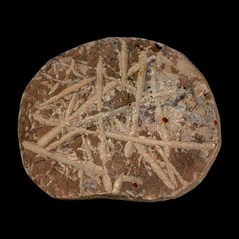 1.2" Paralejurus SP Trilobite Fossil Morocco Devonian Age 400 Mil Yrs Old COA - Fossil Age Minerals