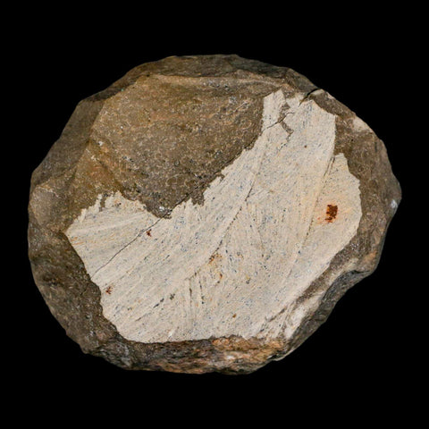 2.5" Moroccops Trilobite Fossil Devonian Morocco 400 Million Years Old COA - Fossil Age Minerals