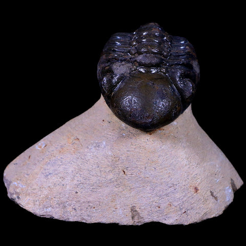 1.9" Reedops Cephalotes Trilobite Fossil Morocco Devonian Age 400 Mil Yrs Old COA - Fossil Age Minerals