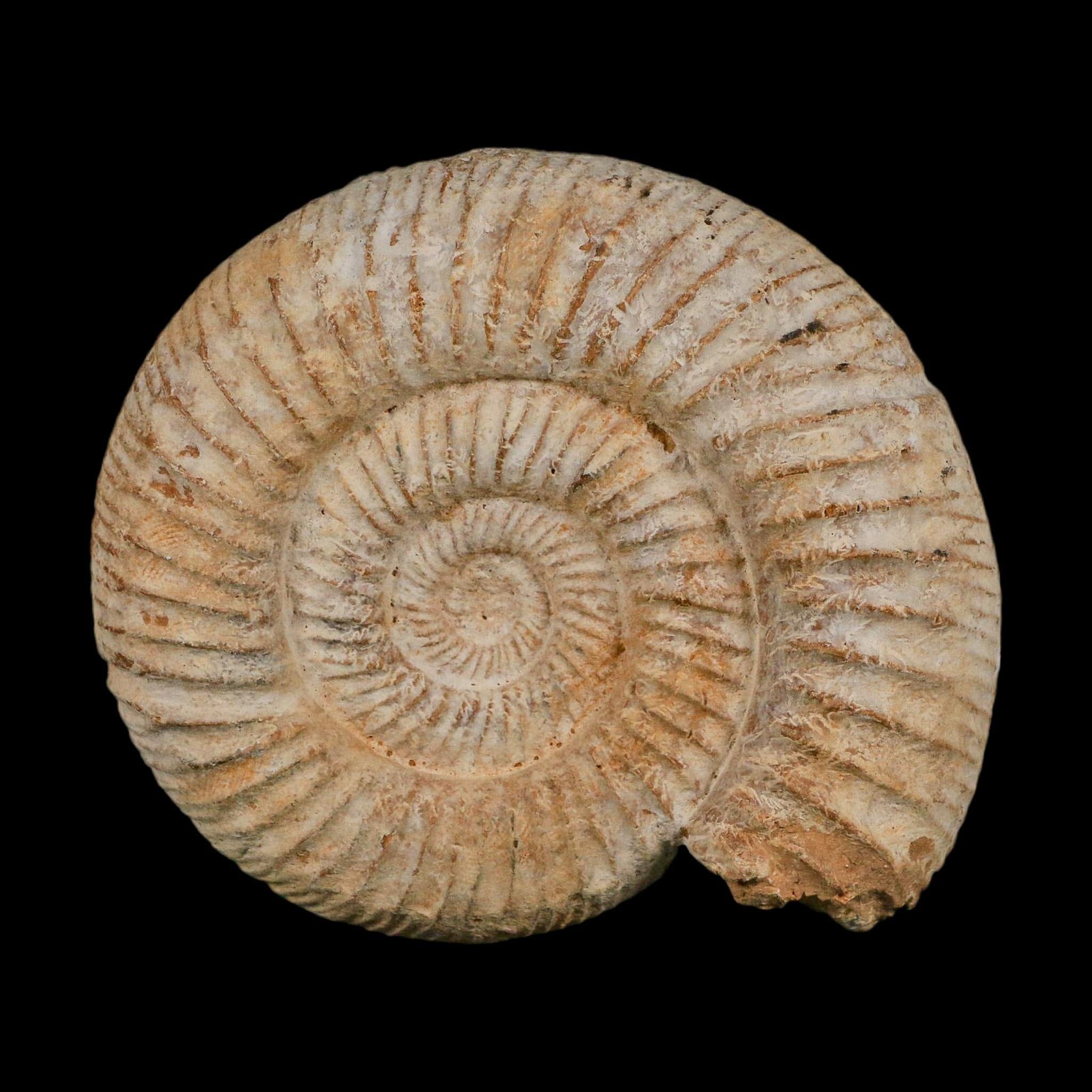 91MM Perisphinctes Ammonite Fossil Nautilus Madagascar Jurassic Age COA
