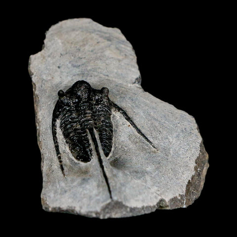 1.5" Cyphaspis Otarion Spiny Trilobite Fossil Devonian Age 400 Mil Yrs Old COA - Fossil Age Minerals