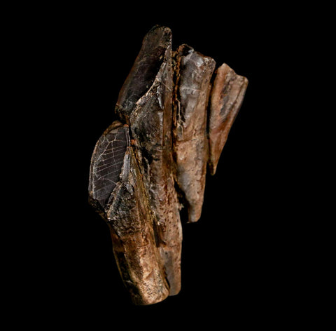 2.1" Edmontosaurus Dinosaur Fossil Tooth Battery Hell Creek FM MT COA Display