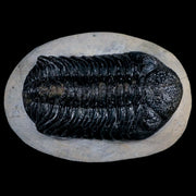 2.5" Moroccops Trilobite Fossil Devonian Morocco 400 Million Years Old COA