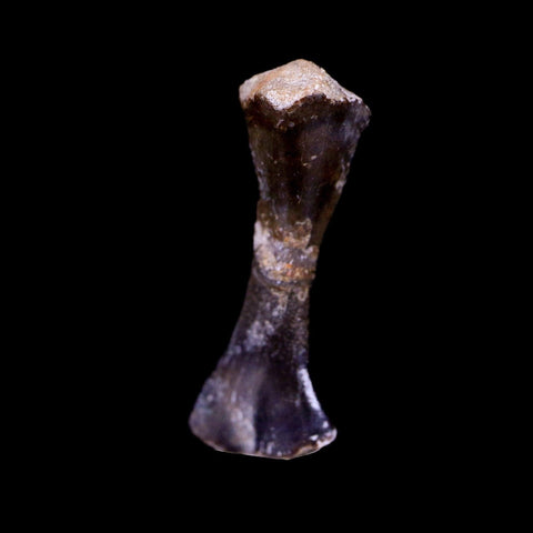 Captorhinus Aguti Fossil Femur Bone Permian Age Reptile 299 Mil Yrs Old Display COA - Fossil Age Minerals