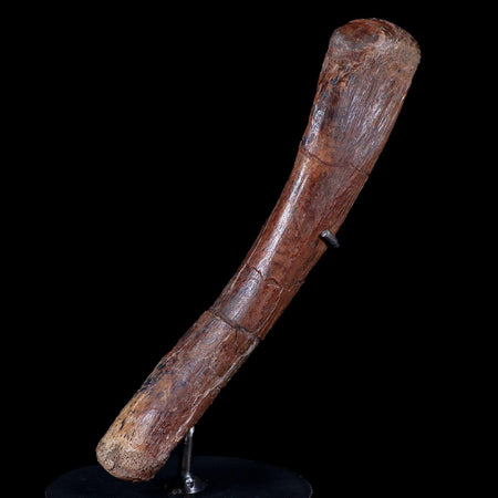 7.6" Brachylophosaurus Fossil Metacarpal Cretaceous Dinosaur Judith River FM MT COA