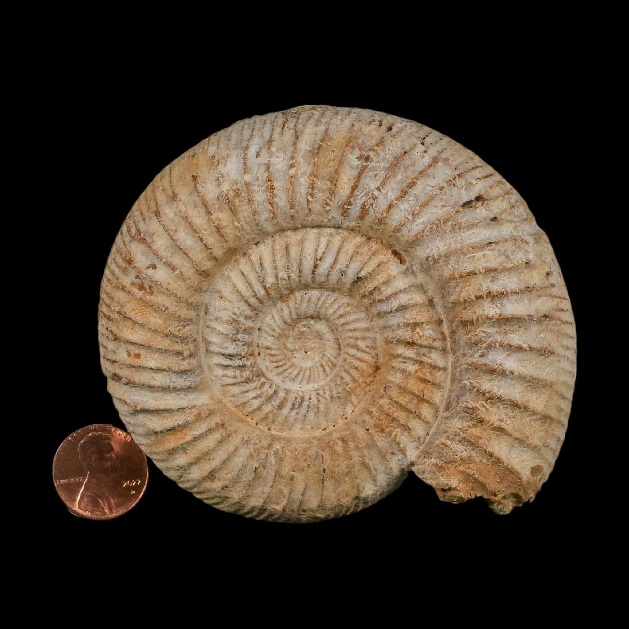 91MM Perisphinctes Ammonite Fossil Nautilus Madagascar Jurassic Age COA
