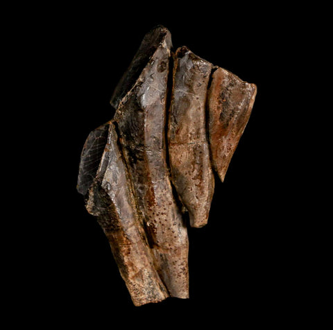 2.1" Edmontosaurus Dinosaur Fossil Tooth Battery Hell Creek FM MT COA Display