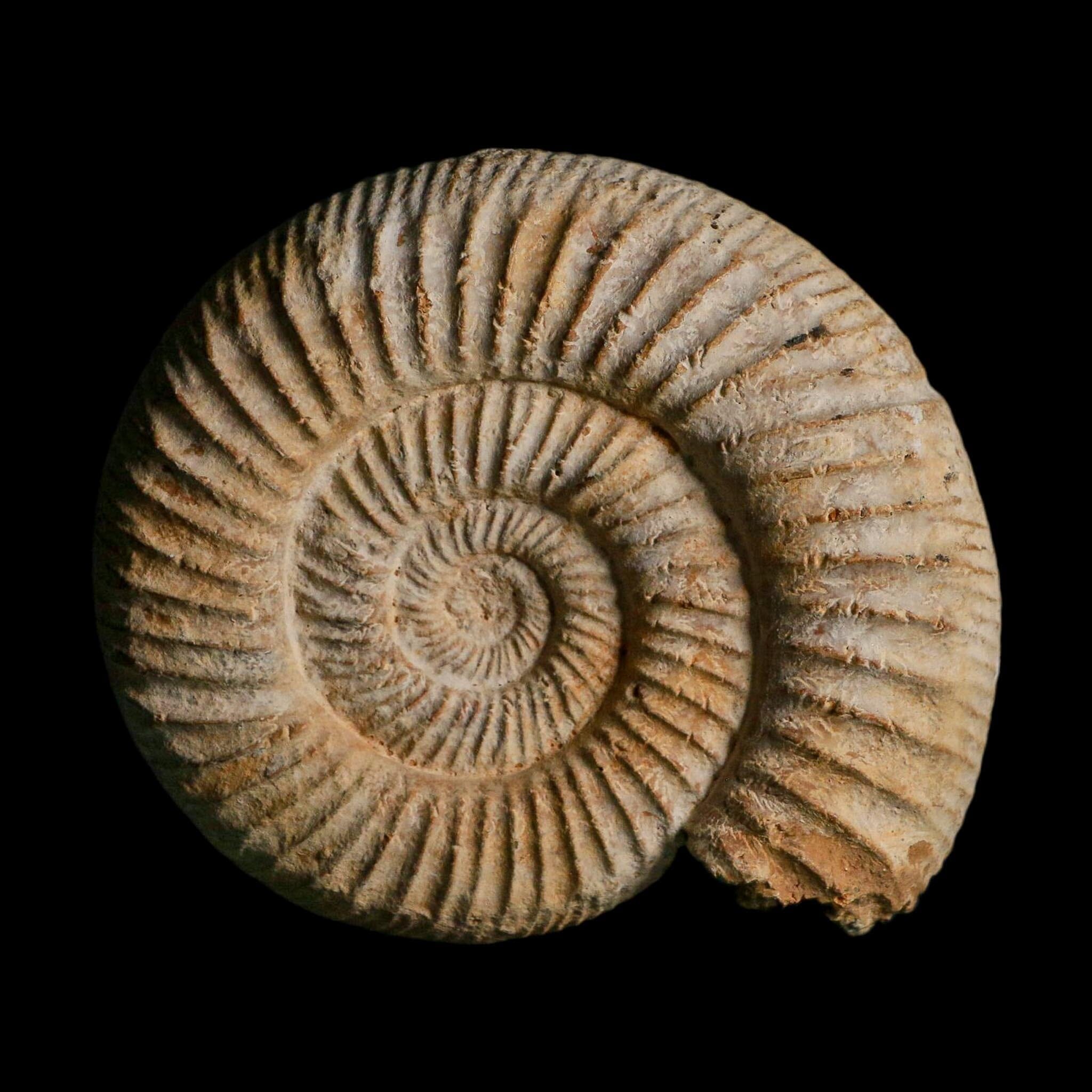 91MM Perisphinctes Ammonite Fossil Nautilus Madagascar Jurassic Age COA