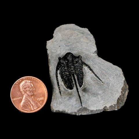 1.5" Cyphaspis Otarion Spiny Trilobite Fossil Devonian Age 400 Mil Yrs Old COA - Fossil Age Minerals