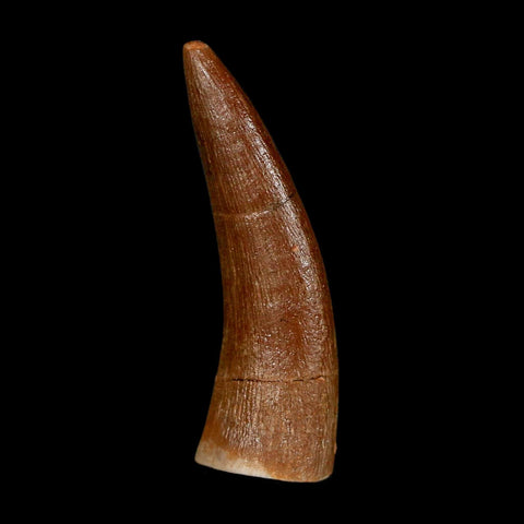 1.4" Plesiosaur Zarafasaura Tooth Fossil Cretaceous Dinosaur Era COA, Stand