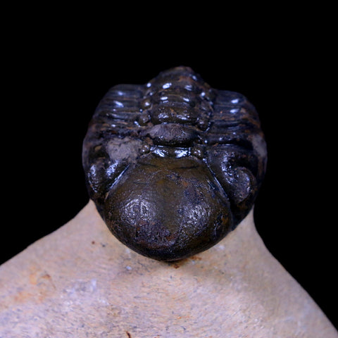 1.9" Reedops Cephalotes Trilobite Fossil Morocco Devonian Age 400 Mil Yrs Old COA - Fossil Age Minerals