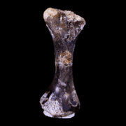 Captorhinus Aguti Fossil Femur Bone Permian Age Reptile 299 Mil Yrs Old Display COA