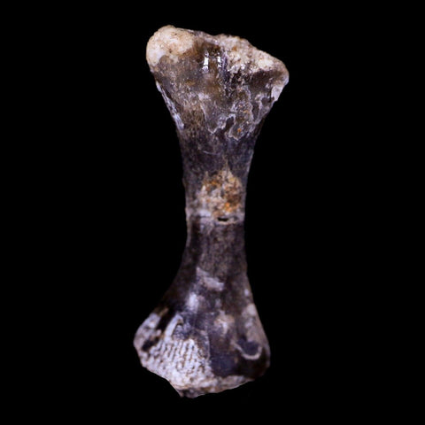 Captorhinus Aguti Fossil Femur Bone Permian Age Reptile 299 Mil Yrs Old Display COA - Fossil Age Minerals