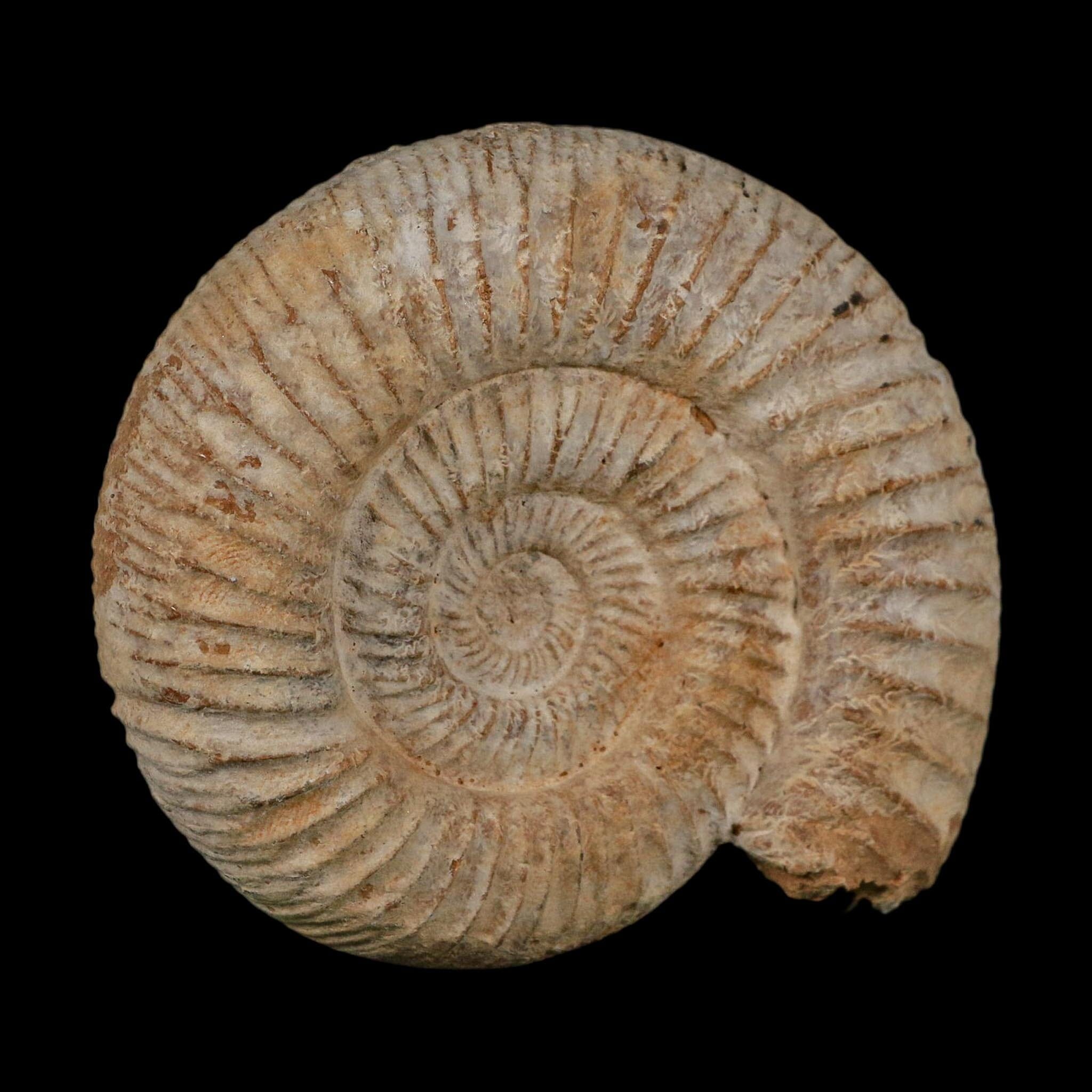 91MM Perisphinctes Ammonite Fossil Nautilus Madagascar Jurassic Age COA