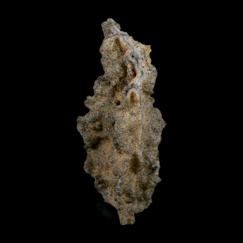 3" Fulgurite Petrified Lightning Strike Glass Sahara Desert Algeria - Fossil Age Minerals
