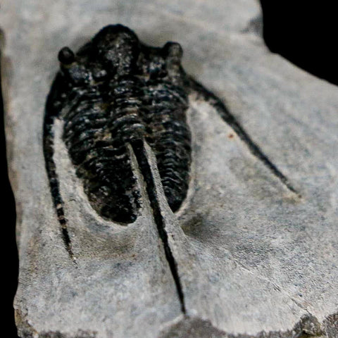 1.5" Cyphaspis Otarion Spiny Trilobite Fossil Devonian Age 400 Mil Yrs Old COA - Fossil Age Minerals