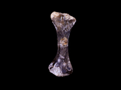 Captorhinus Aguti Fossil Femur Bone Permian Age Reptile 299 Mil Yrs Old Display COA - Fossil Age Minerals