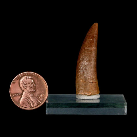 1.4" Plesiosaur Zarafasaura Tooth Fossil Cretaceous Dinosaur Era COA, Stand