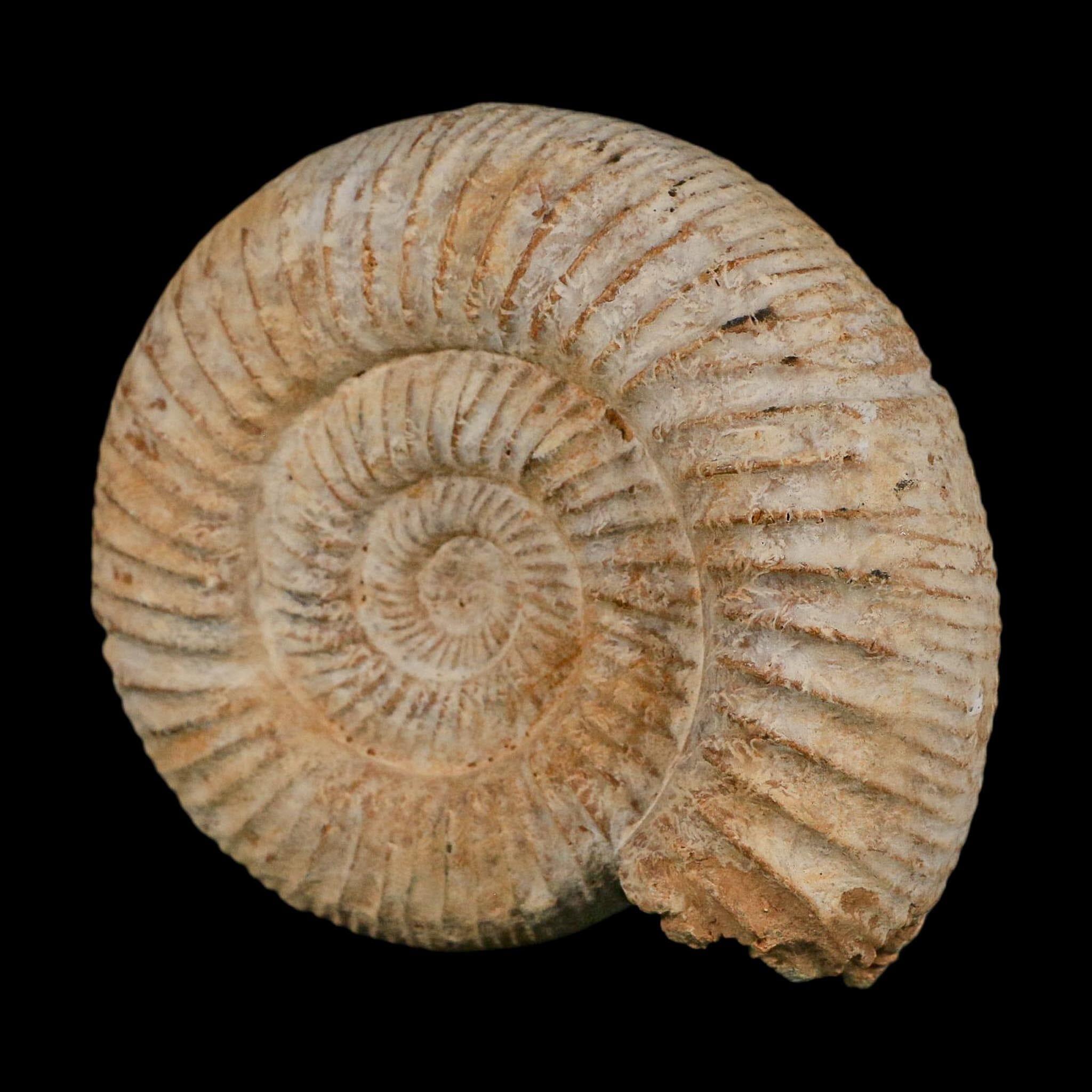 91MM Perisphinctes Ammonite Fossil Nautilus Madagascar Jurassic Age COA