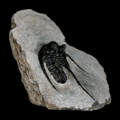 1.5" Cyphaspis Otarion Spiny Trilobite Fossil Devonian Age 400 Mil Yrs Old COA - Fossil Age Minerals