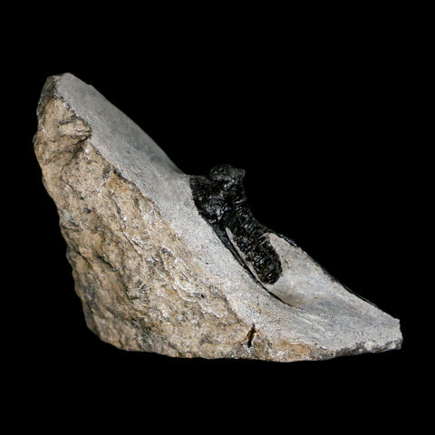 1.5" Cyphaspis Otarion Spiny Trilobite Fossil Devonian Age 400 Mil Yrs Old COA - Fossil Age Minerals