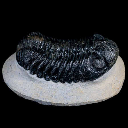 2.5" Moroccops Trilobite Fossil Devonian Morocco 400 Million Years Old COA