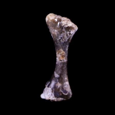 Captorhinus Aguti Fossil Femur Bone Permian Age Reptile 299 Mil Yrs Old Display COA