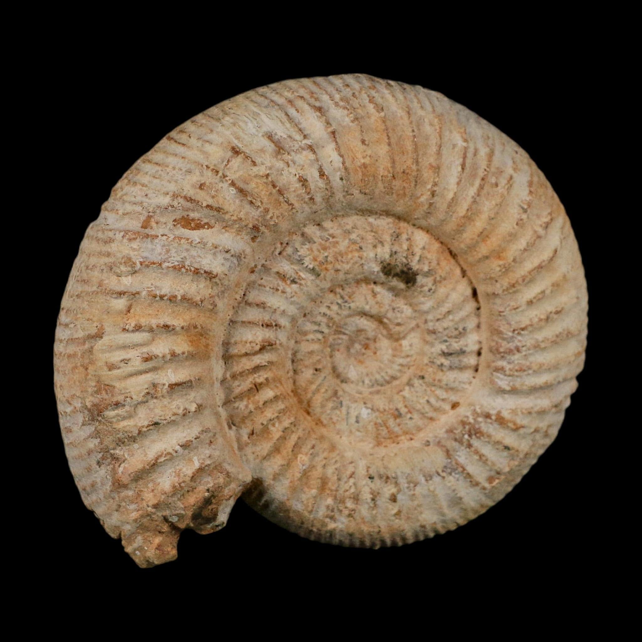 91MM Perisphinctes Ammonite Fossil Nautilus Madagascar Jurassic Age COA