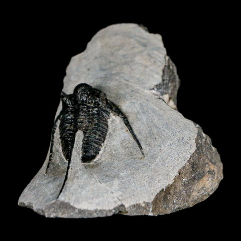 1.5" Cyphaspis Otarion Spiny Trilobite Fossil Devonian Age 400 Mil Yrs Old COA - Fossil Age Minerals