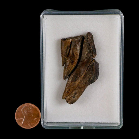 2.1" Edmontosaurus Dinosaur Fossil Tooth Battery Hell Creek FM MT COA Display
