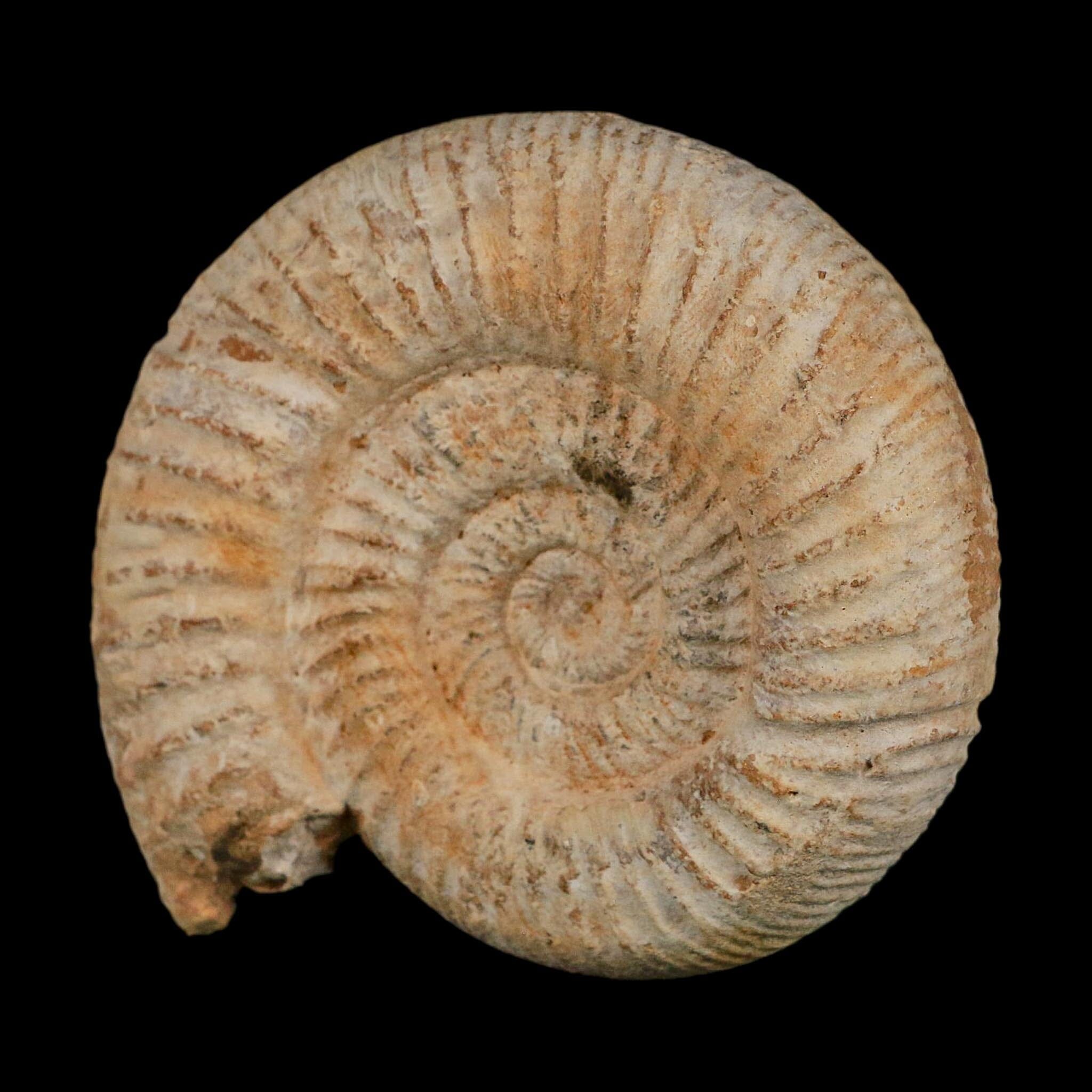 91MM Perisphinctes Ammonite Fossil Nautilus Madagascar Jurassic Age COA