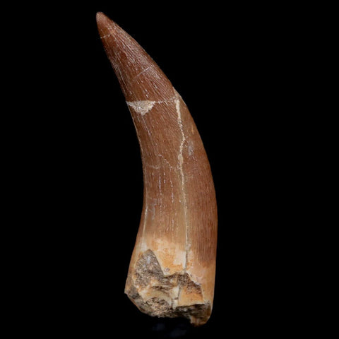 XL 2.6" Plesiosaur Zarafasaura Tooth Fossil Cretaceous Dinosaur Era COA, Stand - Fossil Age Minerals