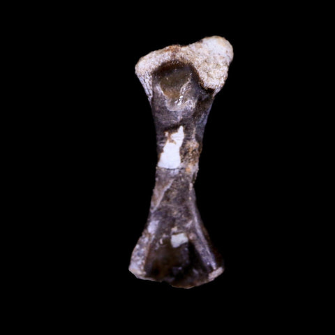 Captorhinus Aguti Fossil Femur Bone Permian Age Reptile 299 Mil Yrs Old Display COA - Fossil Age Minerals