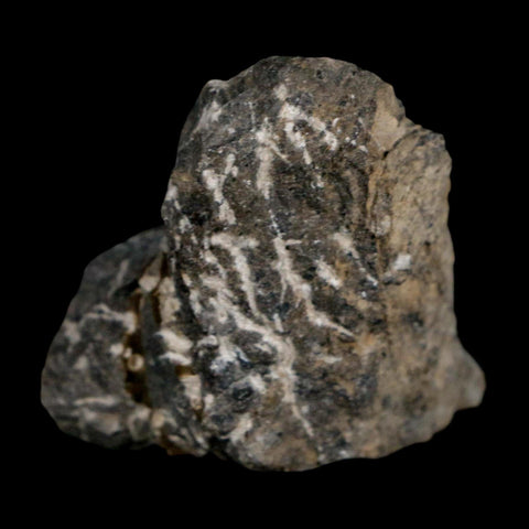 1.5" Cyphaspis Otarion Spiny Trilobite Fossil Devonian Age 400 Mil Yrs Old COA - Fossil Age Minerals