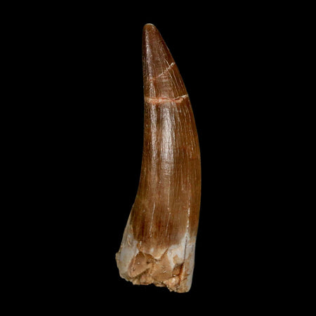 XL 2" Plesiosaur Zarafasaura Tooth Fossil Cretaceous Dinosaur Era COA, Stand