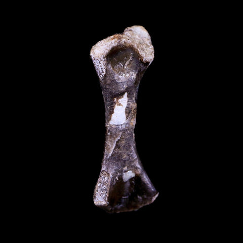 Captorhinus Aguti Fossil Femur Bone Permian Age Reptile 299 Mil Yrs Old Display COA - Fossil Age Minerals