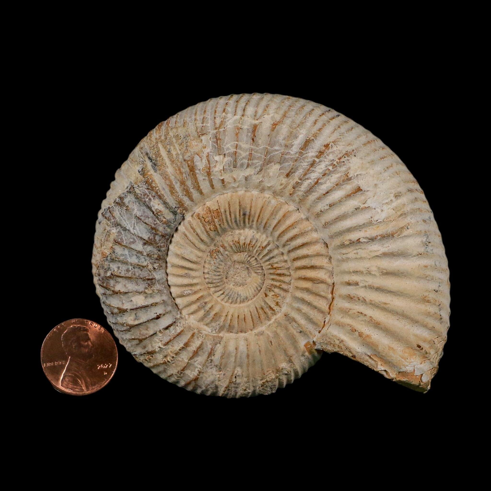 86MM Perisphinctes Ammonite Fossil Nautilus Madagascar Jurassic Age COA