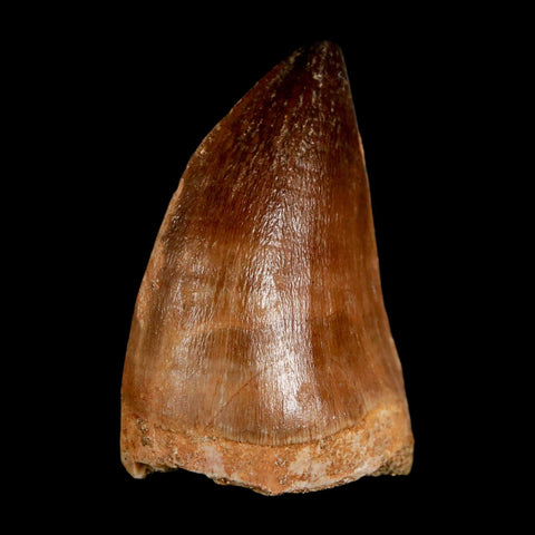 1.9" Mosasaur Prognathodon Fossil Tooth Cretaceous Dinosaur Era COA & Stand - Fossil Age Minerals