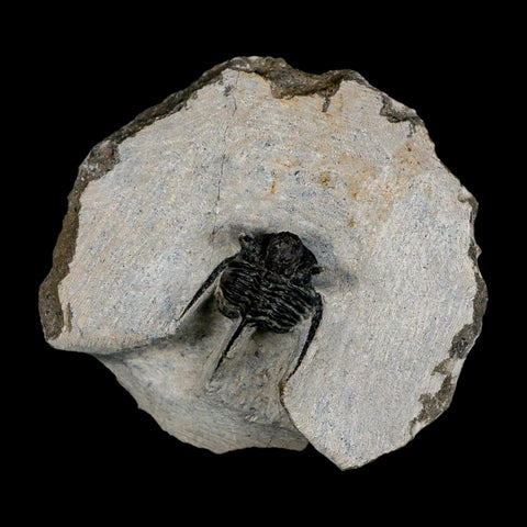 1.2" Cyphaspis Otarion Spiny Trilobite Fossil Devonian Age 400 Mil Yrs Old COA - Fossil Age Minerals