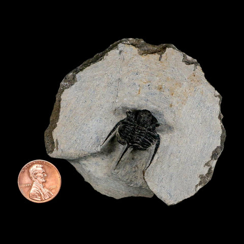 1.2" Cyphaspis Otarion Spiny Trilobite Fossil Devonian Age 400 Mil Yrs Old COA - Fossil Age Minerals