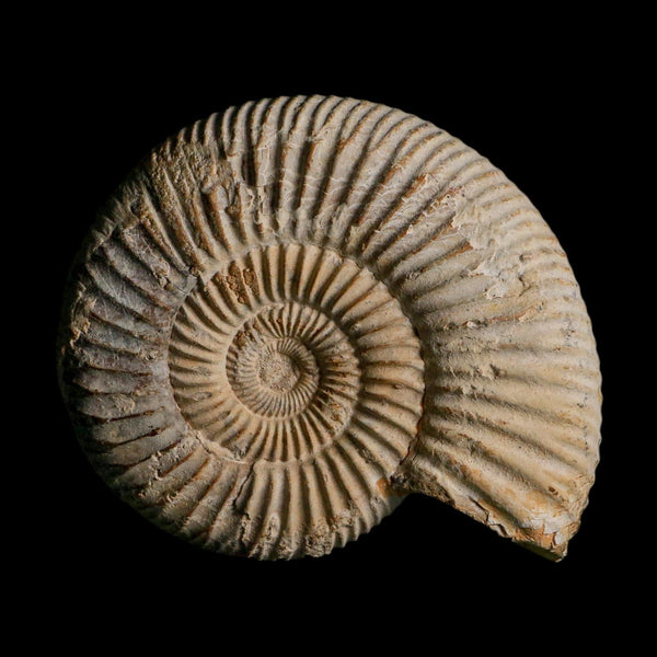 86MM Perisphinctes Ammonite Fossil Nautilus Madagascar Jurassic Age COA