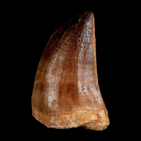 1.9" Mosasaur Prognathodon Fossil Tooth Cretaceous Dinosaur Era COA & Stand - Fossil Age Minerals